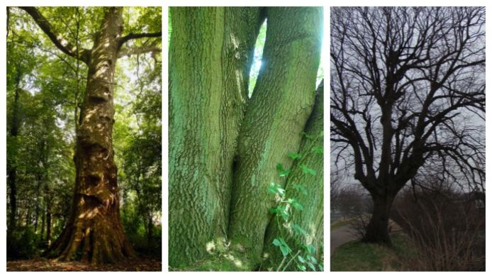 De 10 meest bijzondere bomen in Zeeland.