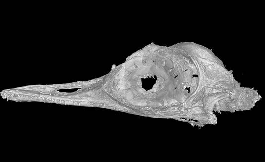 De schedel van de Oculudentavis khaungraae.