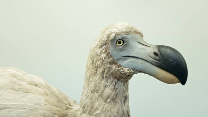 Jurassic Park met vogels? Kwart miljard dollar ingezameld om dodo terug te brengen