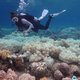Van de Everglades tot het Great Barrier Reef: klimaatverandering verwoest ons natuurlijk erfgoed