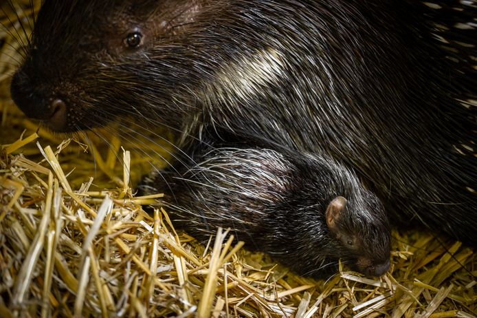 Op kerstavond werd een stekelvarken geboren in Planckendael, het vijfde al dit jaar.