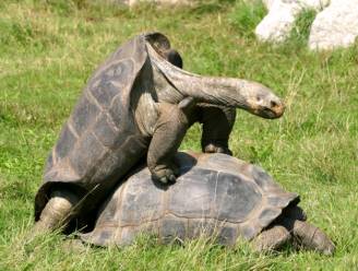 Koppel schildpadden gaat na 115 jaar scheiden