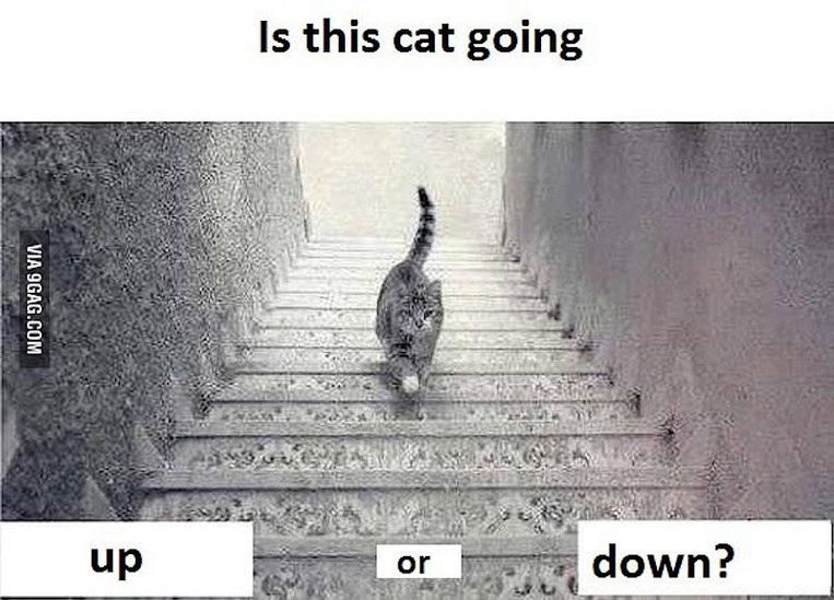 Ophef op internet! Een kat! Een trap! Beeld het internet