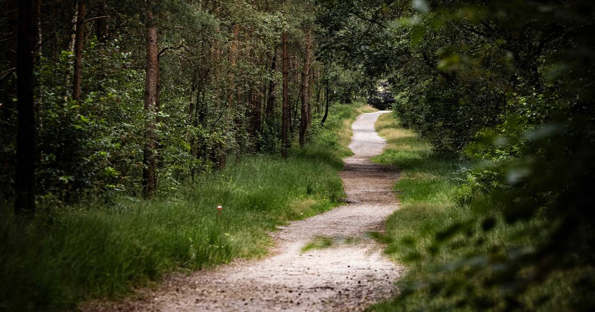 Staatsbosbeheer: mijd bossen Drenthe even na noodweer | Borger-Odoorn ...