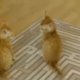 Deze kittens nemen elkaar te grazen