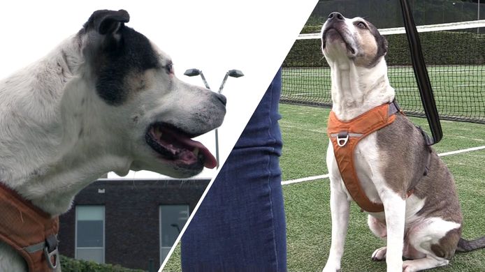 Stichting Dutch Cell Dogs helpt asielhonden en gedetineerden op weg naar een betere toekomst.