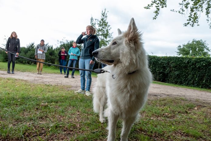 Alpaca's aaien, konijnen werkt dat écht als therapie? | Dierendag | destentor.nl