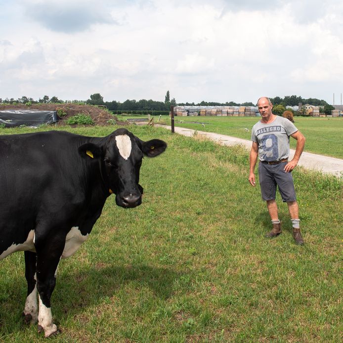 Etten-Leur - Gilbert Sweep van de Santspuy in de wei bij zijn koeien. Op de achtergrond de plek waar de wietkwekerij moet komen.