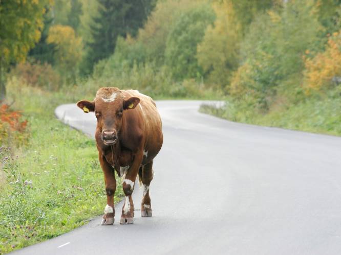 Ontsnapte Belgische koeien belanden in Nederlands dorp: “Plots stonden er drie koeien voor het raam”