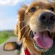 6 tips voor een mooie foto van je hond