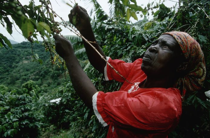 Een vrouw plukt koffiekersen van de boom.