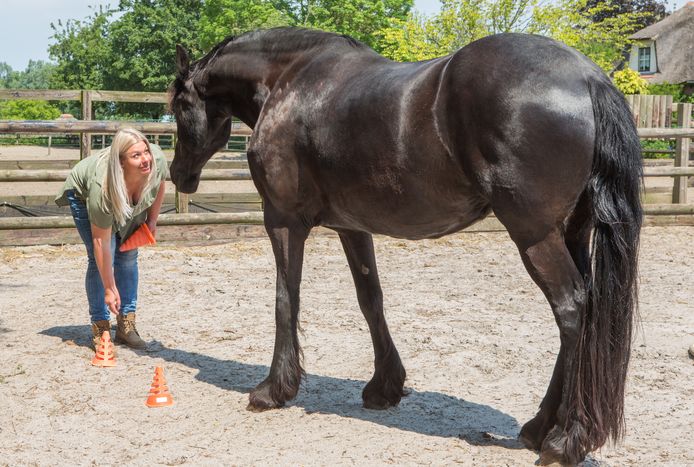 Tijdens de workshop paardencoaching wordt zonder te praten contact gelegd met paard Aukje.