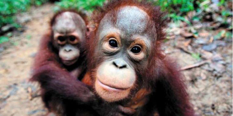 Weven radar Wees Geen grote toekomst voor grote apen op onze planeet | De Morgen
