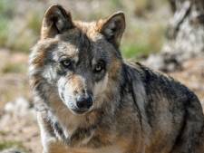Duitsers schieten weer 'probleemwolf' dood