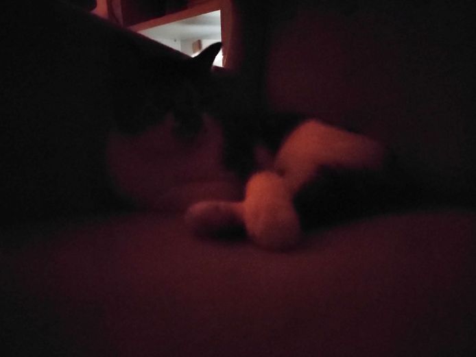 De nachtmodus van de Motorola Edge 30 Pro maakt geen bruikbare foto's. Hier hoor je een kat te zien.