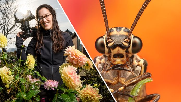 In deze Macro met Marit: de volwassen mierenleeuw