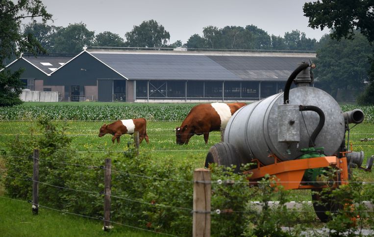 Een intensieve veehouderij in de Gelderse Vallei.  Beeld Marcel van den Bergh / de Volkskrant