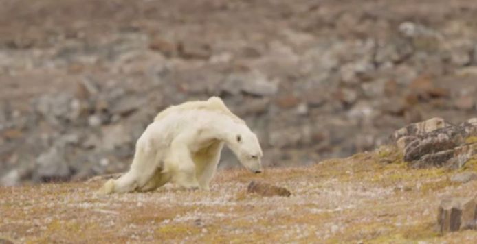 De beelden van een uitgemergelde ijsbeer gingen de wereld rond.