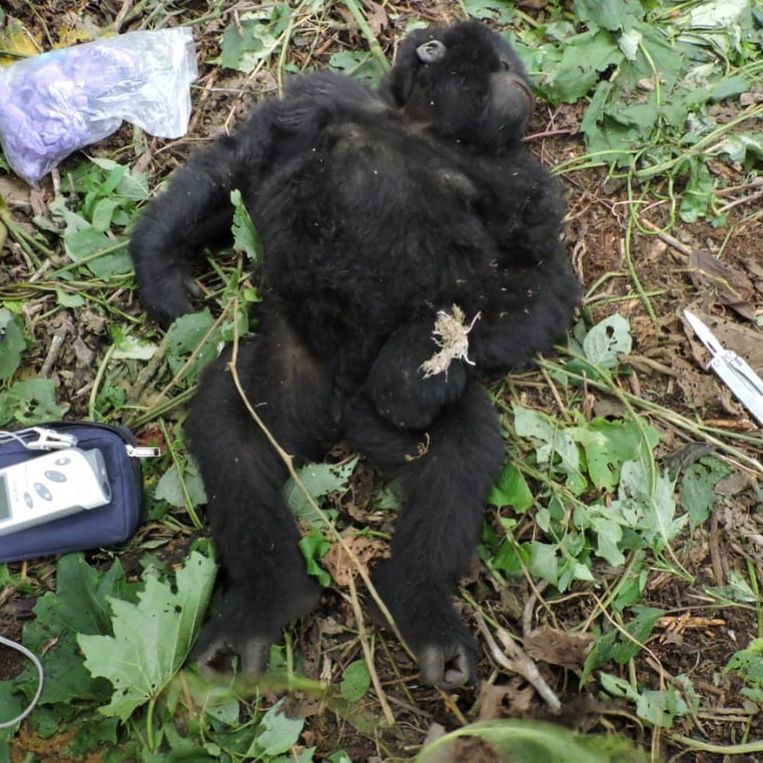 Babygorilla Theodore kwam terecht in een val in het Nationaal Park Virunga in Oost-Congo. Beeld Anthony Caere