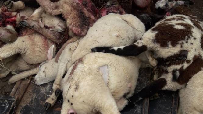 26 dode schapen, waarschijnlijk door een wolf: 'ongekend hoog'