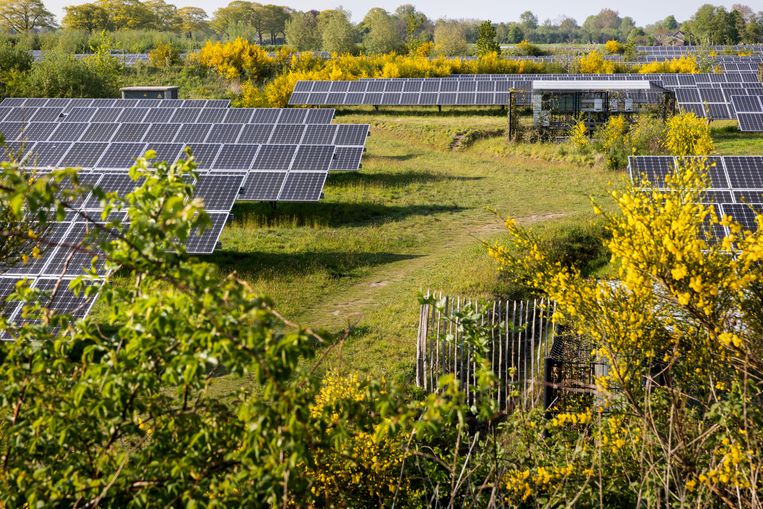 Zonnepanelen in solarpark de Kwekerij in Hengelo (Gld). Beeld Herman Engbers