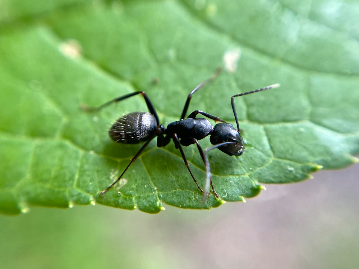Mieren bestrijden? Gebruik gewoon groene zeep Foto tubantia.nl