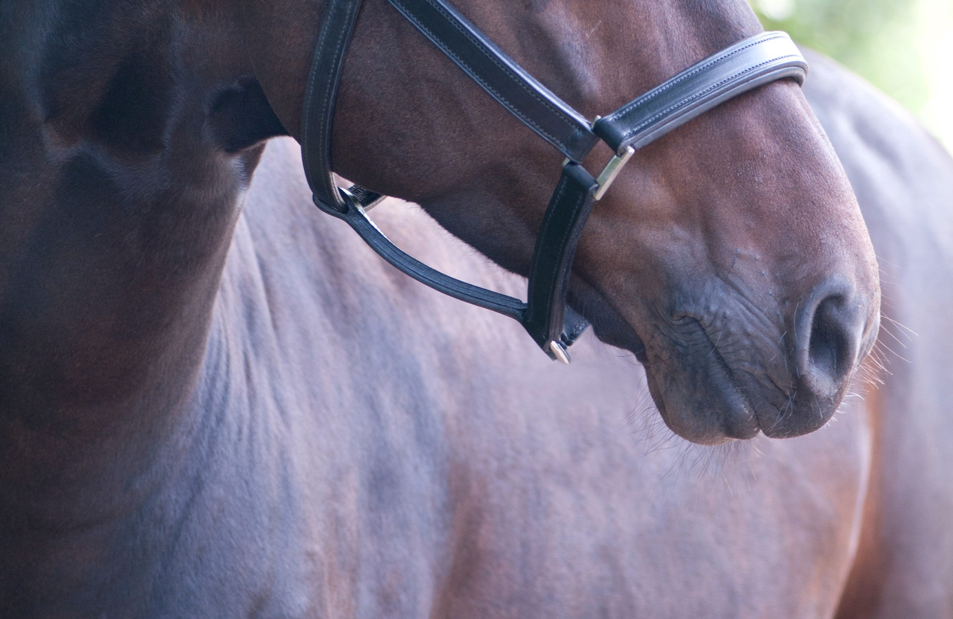 Loslopend paard overleden na aanrijding in Oudsbergen Foto hln.be