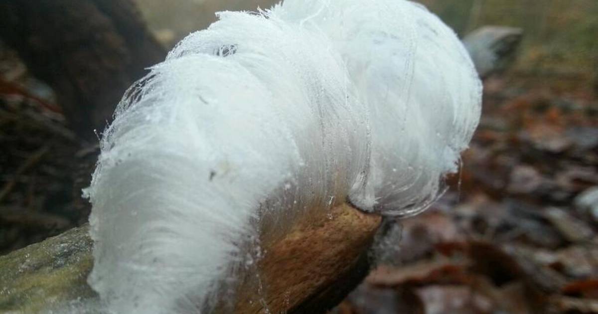 La barba del re d’inverno è un fenomeno raro: l’avete già individuata?  |  Martin Pietro
