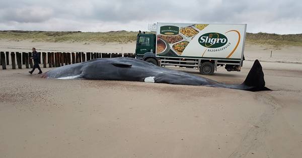 Walvis van 13,5 meter aangespoeld bij Domburg | Zeeland - AD.nl