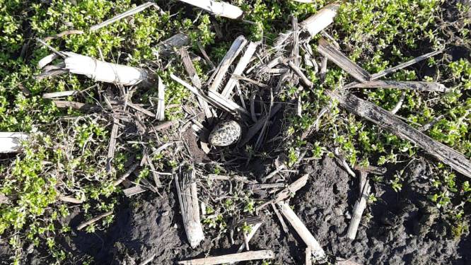 Laat de lente maar beginnen! Eerste kievitsei gevonden nét buiten Leiden