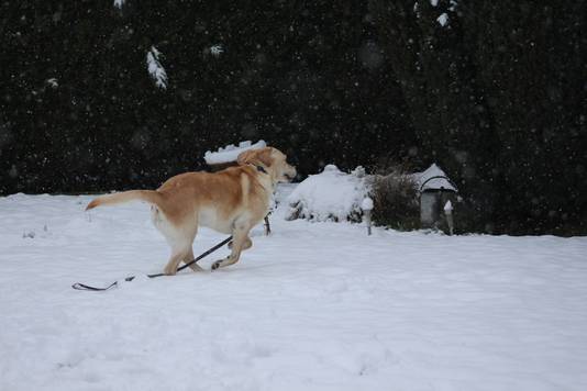 Een hond geniet van de sneeuw in Brugge. 