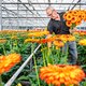 Deze teler van gerbera’s is grootverbruiker van (duur) gas: ‘Het is een kaartenhuis dat instort’