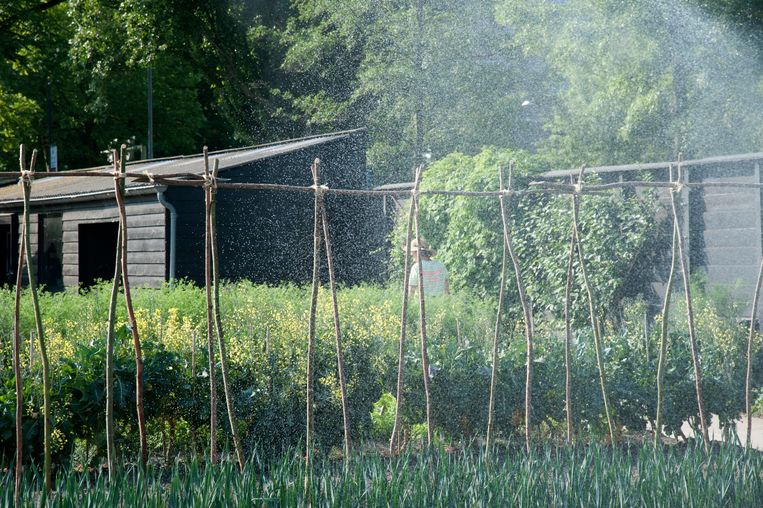 Komt het nog goed met dat verdorde gazon? Zo red je je tuin van uitdroging