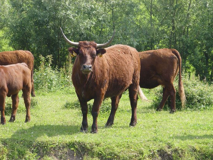 Streven In beweging Omtrek De Rode Geus: stoer, vrijheidslievend en zelfstandig | Betuwe |  gelderlander.nl