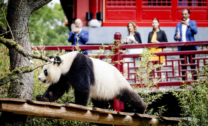 Panda Wu Wen in het reuzenpandaverblijf Pandasia in Ouwehands Dierenpark.