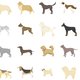 Van aussiepom tot golden dox: deze gekruiste hondenrassen kende je misschien nog niet