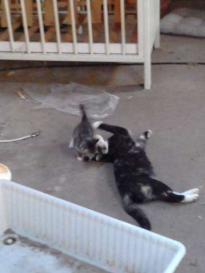 Dierenambulance sloopt muur om jonge kat te redden: ‘Laten sterven was geen optie’