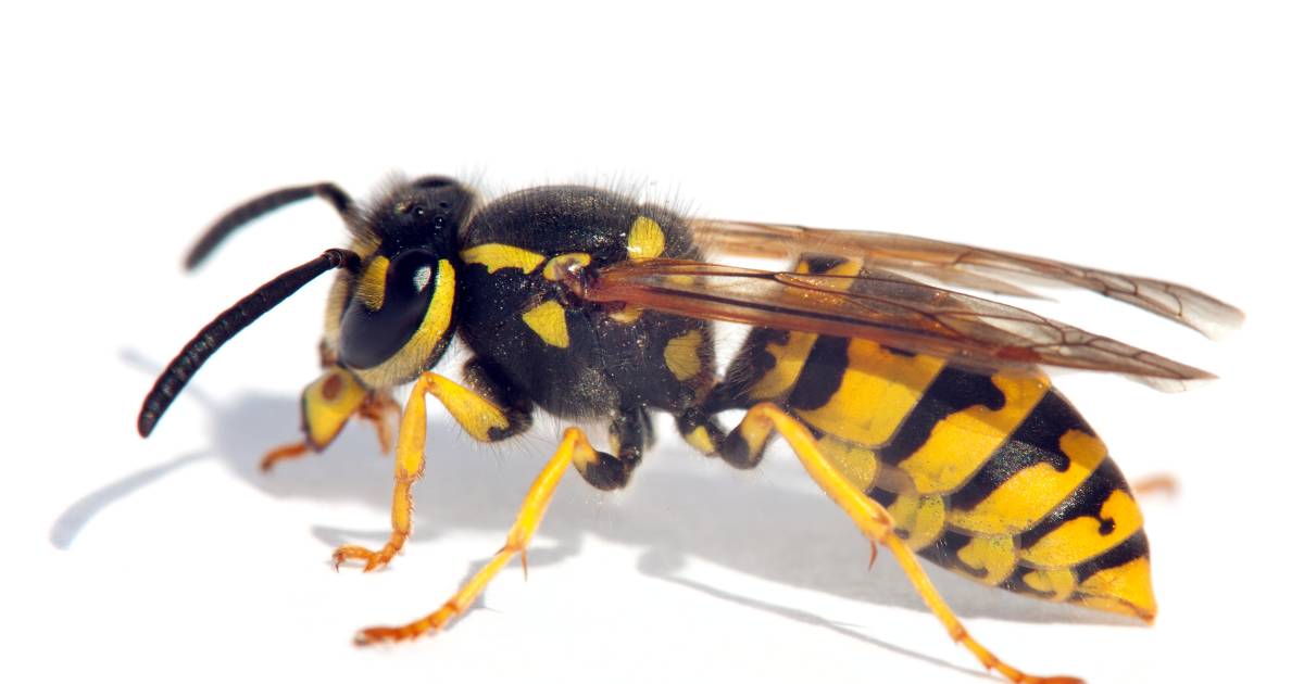 Wespe sticht in kitzler