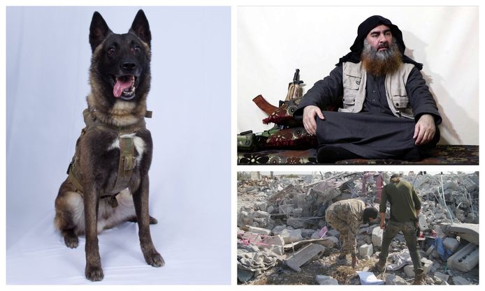 voorzetsel Geslaagd Cusco De heldhaftige K9-hond die gewond raakte bij de raid tegen al-Baghdadi |  Buitenland | hln.be