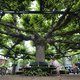 Een linde in het centrum van Etten-Leur is boom van het jaar