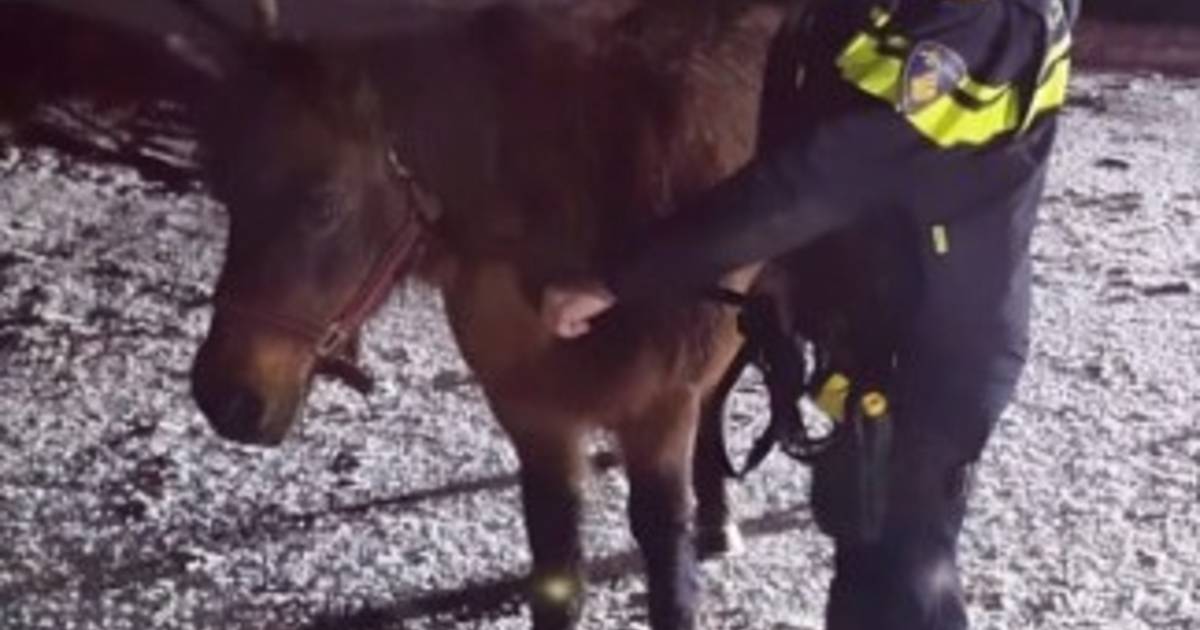 Loslopend paard zorgt voor nachtelijke vangactie in Oost-, West- en Middelbeers
