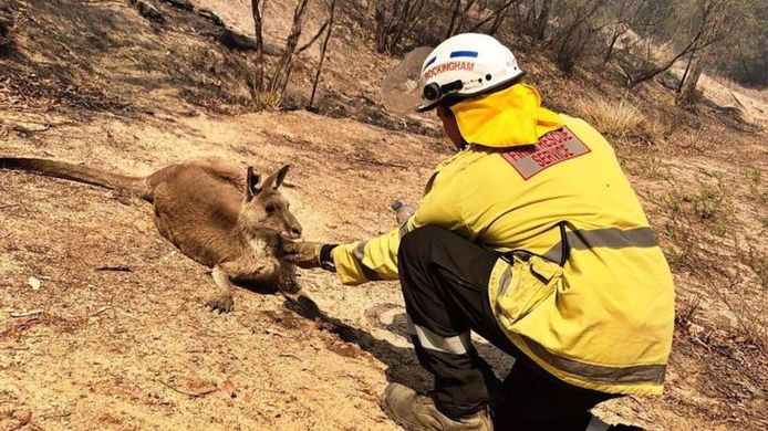 Deze verzwakte kangoeroe werd bevrijd door een brandweerman.