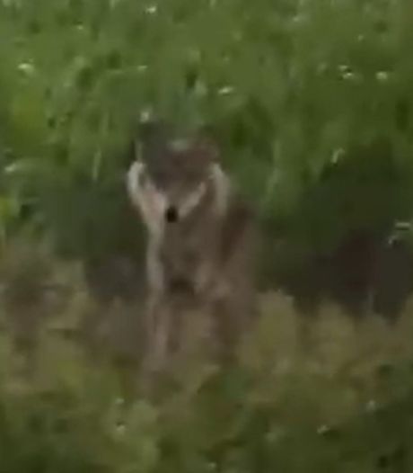 Automobilist filmt wolf in maïsveld: ‘What the fuck’, klinkt het verrast