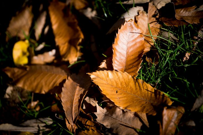 Tot 15 december kunnen Schotenaren bladafval van laanbomen gratis binnenbrengen in het recyclagepark.
