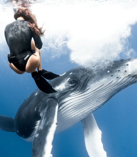 Rencontre incroyable entre une plongeuse et un baleineau au large de Tahiti 