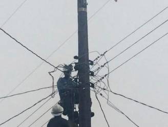 Poes zit negen dagen lang boven op elektriciteitspaal