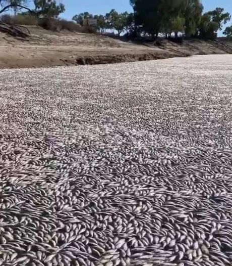 Des millions de poissons morts en décomposition bouchent une rivière en Australie