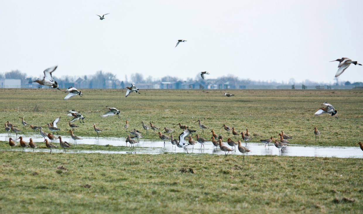 Weidevogels in de polder Rondehoep, Noord-Holland. Beeld 