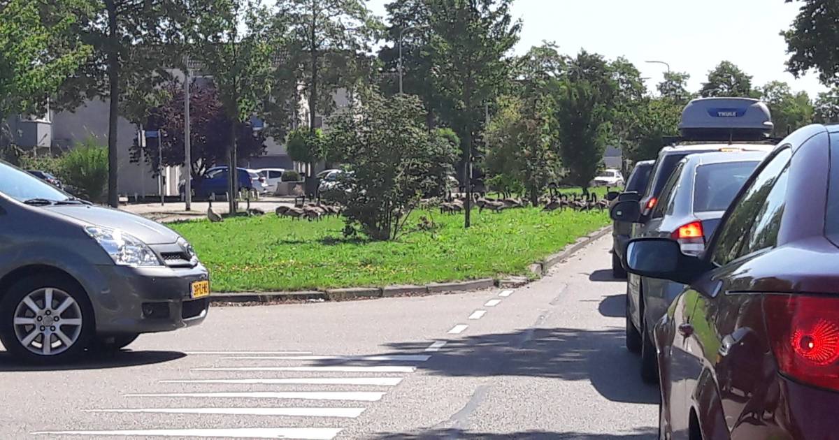 Canadese gans vervuilt water in de Reeshof Tilburg e.o. bd.nl