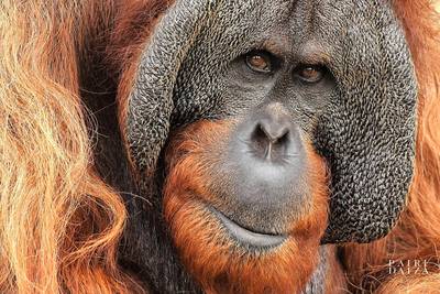 Orangutan dies in Pairi Daiza: “Gempa had been ill for several weeks”